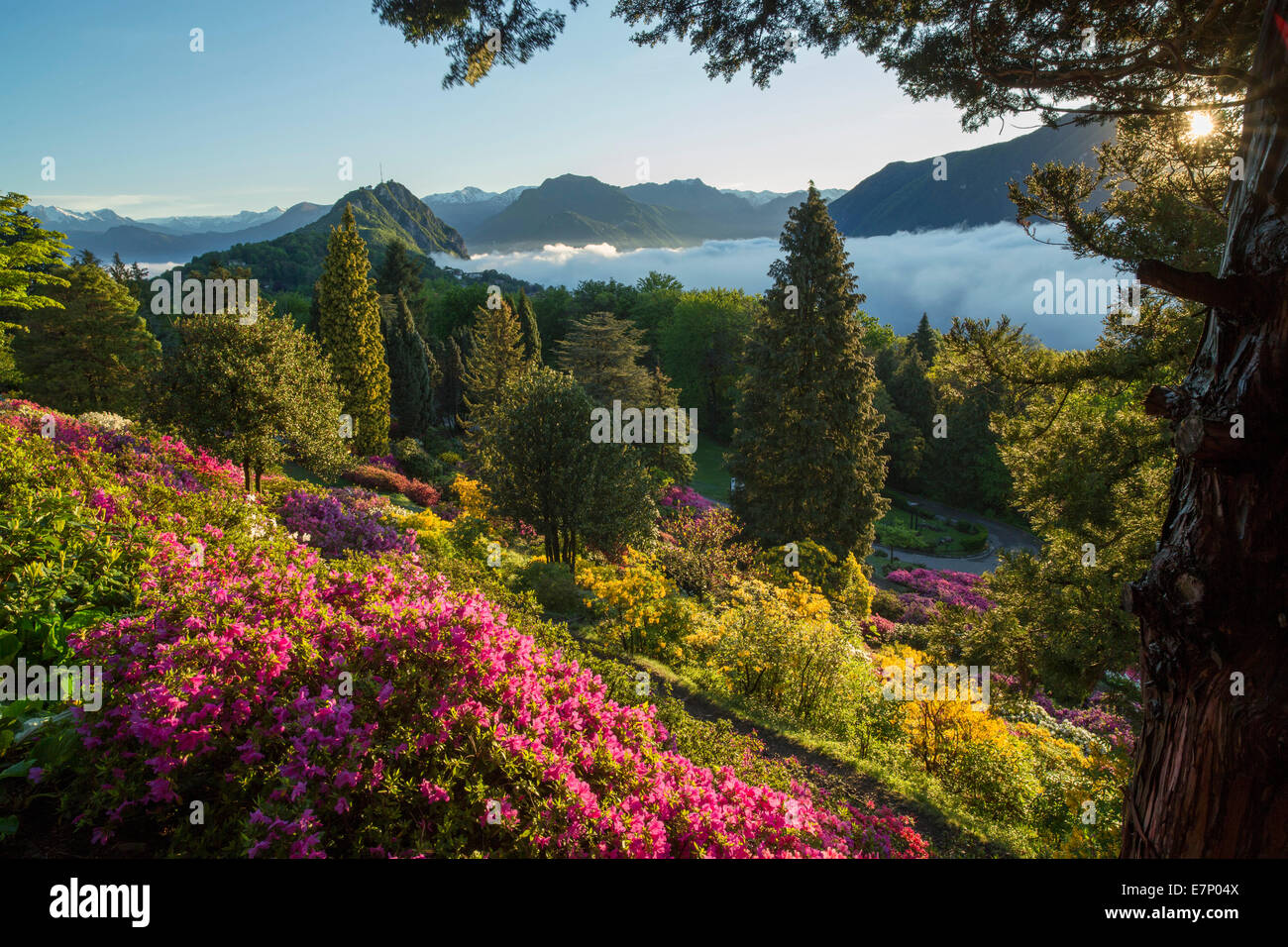 Parco San Grato, rhododendron, Carona, Lake Lugano, flower, flowers