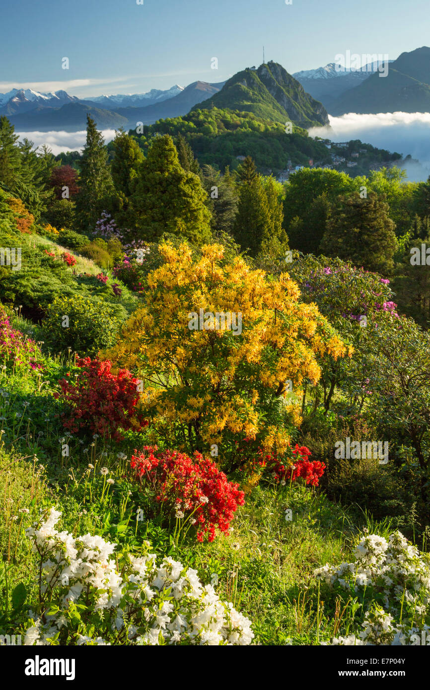 Parco San Grato, rhododendron, Carona, Lake Lugano, flower, flowers, nature, canton, Ticino, Southern Switzerland, Switzerland, Stock Photo