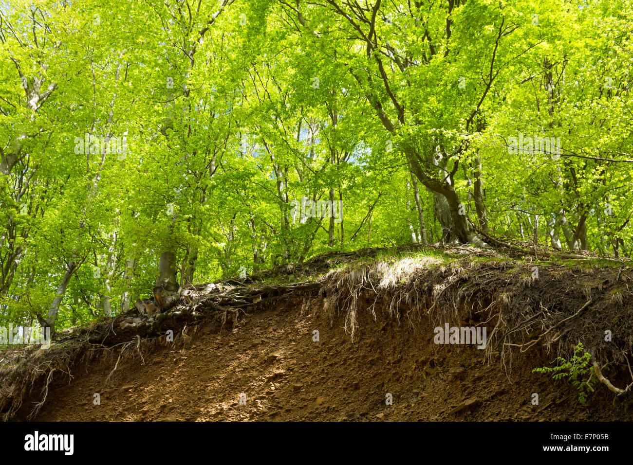 Wood, Forest, Ticino, canton, Southern Switzerland, Bre, wood, forest, green, ground, bottom, Switzerland, Europe, Stock Photo