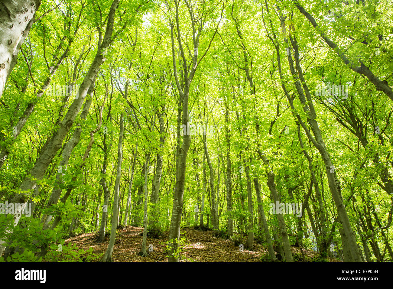 Lugano, wood, forest, Monte Boglia, canton, Ticino, Southern Switzerland, wood, forest, Switzerland, Europe, Stock Photo