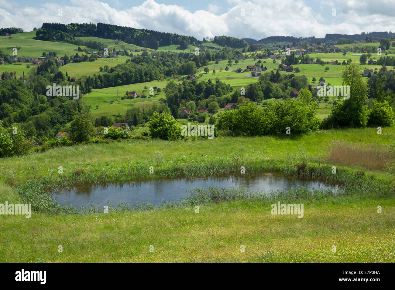 pond, Wienacht, Tobel, Lutzenberg, canton, Appenzell, Ausserrhoden, nature, lake, lakes, flower meadow, Switzerland, Europe, Stock Photo