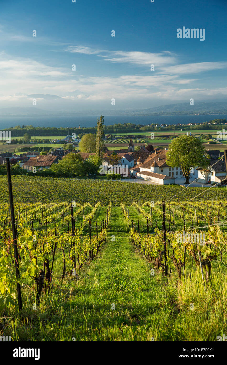 La Cote, vineyards, Bursins, La Cote, lake Geneva, canton, VD, Vaud, agriculture, Western Switerland, Romandie, village, Switzer Stock Photo