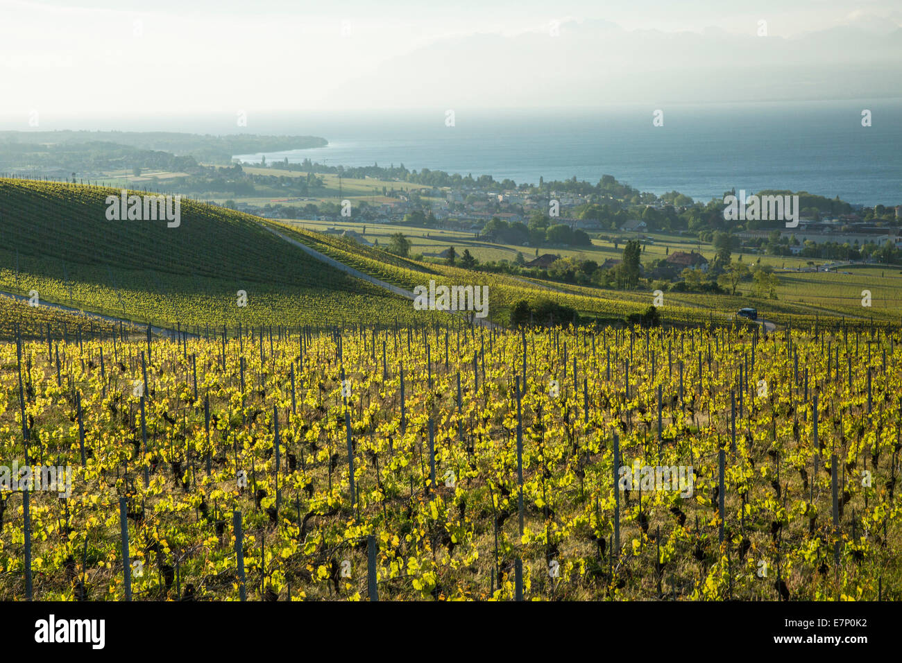 La Cote, vineyard, Bugnaux, canton, VD, Vaud, agriculture, Western Switerland, Romandie, lake Geneva, wine, shoots, vineyard, Sw Stock Photo