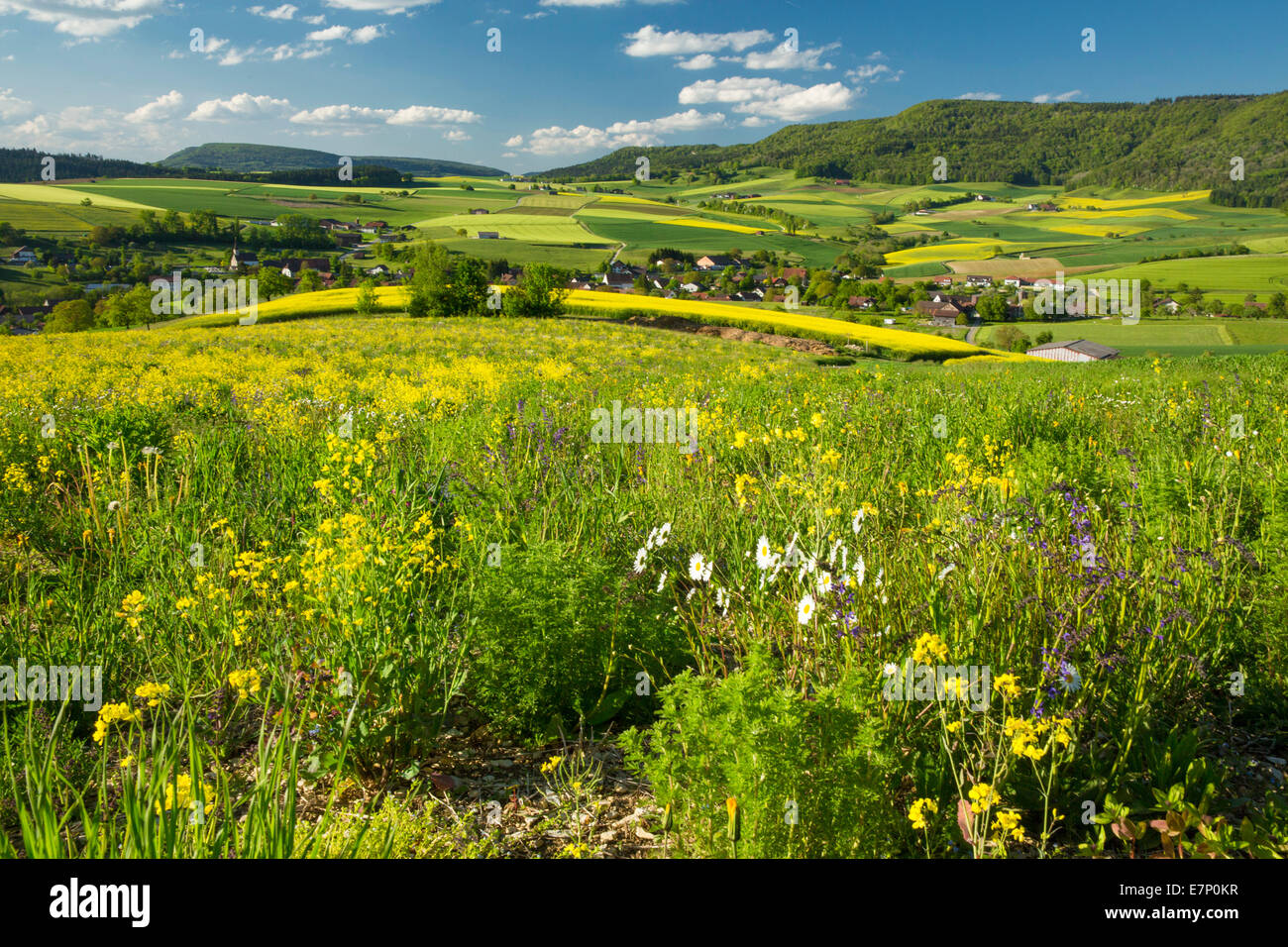 Randen, rough pasture, Beggingen, spring, canton, SH, Schaffhausen, flower, flowers, scenery, landscape, agriculture, meadow, Sw Stock Photo