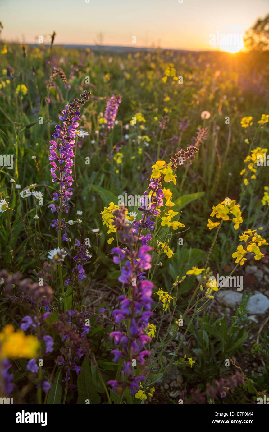Randen, rough pasture, Beggingen, spring, canton, SH, Schaffhausen, flower, flowers, scenery, landscape, agriculture, meadow, Sw Stock Photo