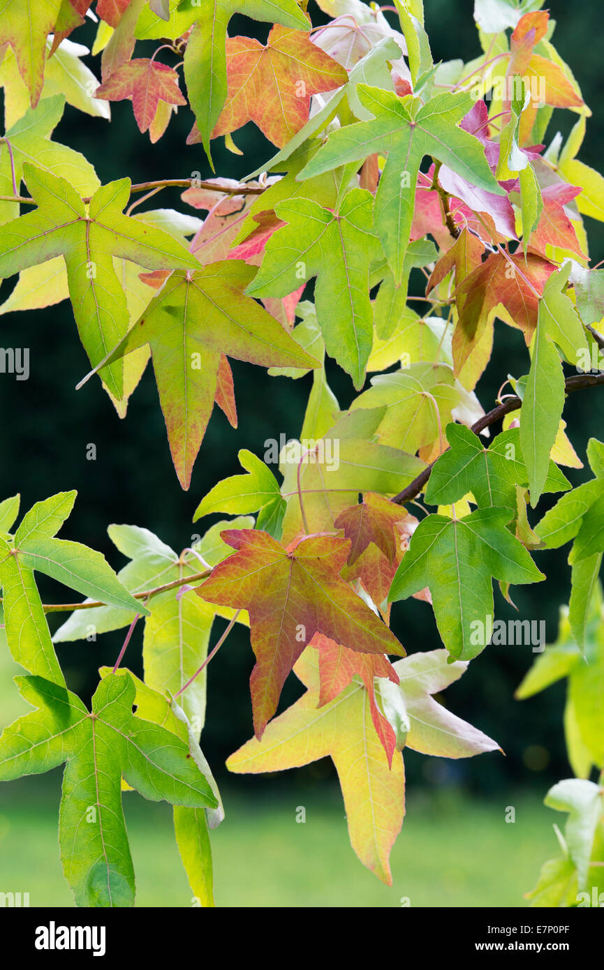 Liquidambar Styraciflua Corky. Sweet Gum tree leaves in autumn Stock Photo