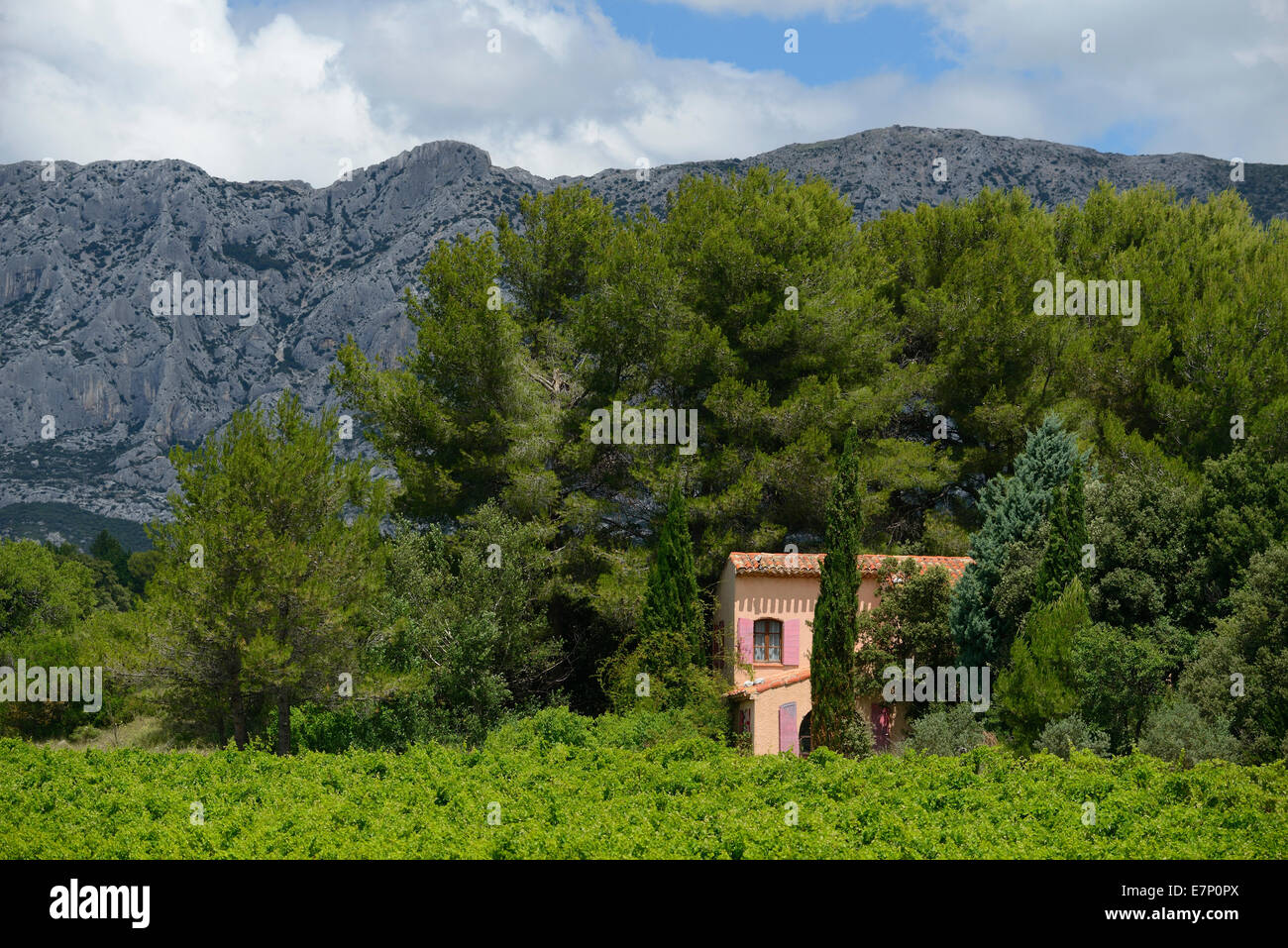 France, Europe, Provence-Alpes-Côte d'Azur, landscape, vineyard, Trets, Montagne Ste. Victoire, wine, Stock Photo