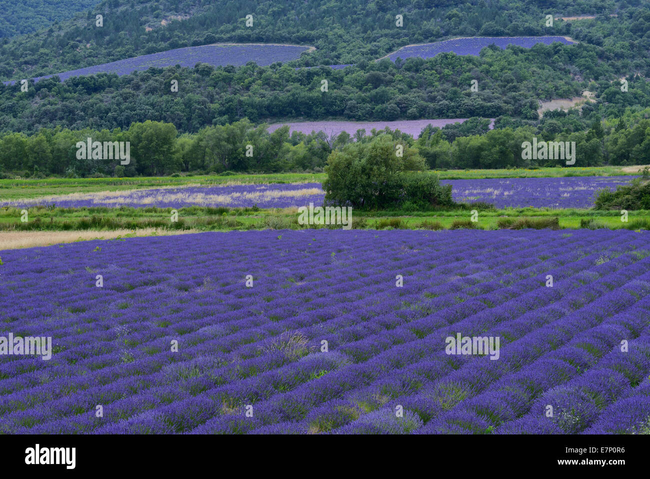 Europe, France, Provence, Valensole, lavender, bloom, field, landscape