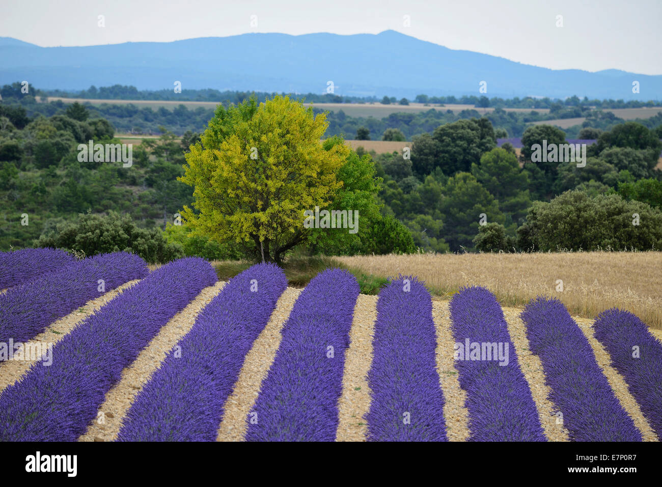 Europe, France, Provence-Alpes-Côte d'Azur, lavender, field, landscape Stock Photo