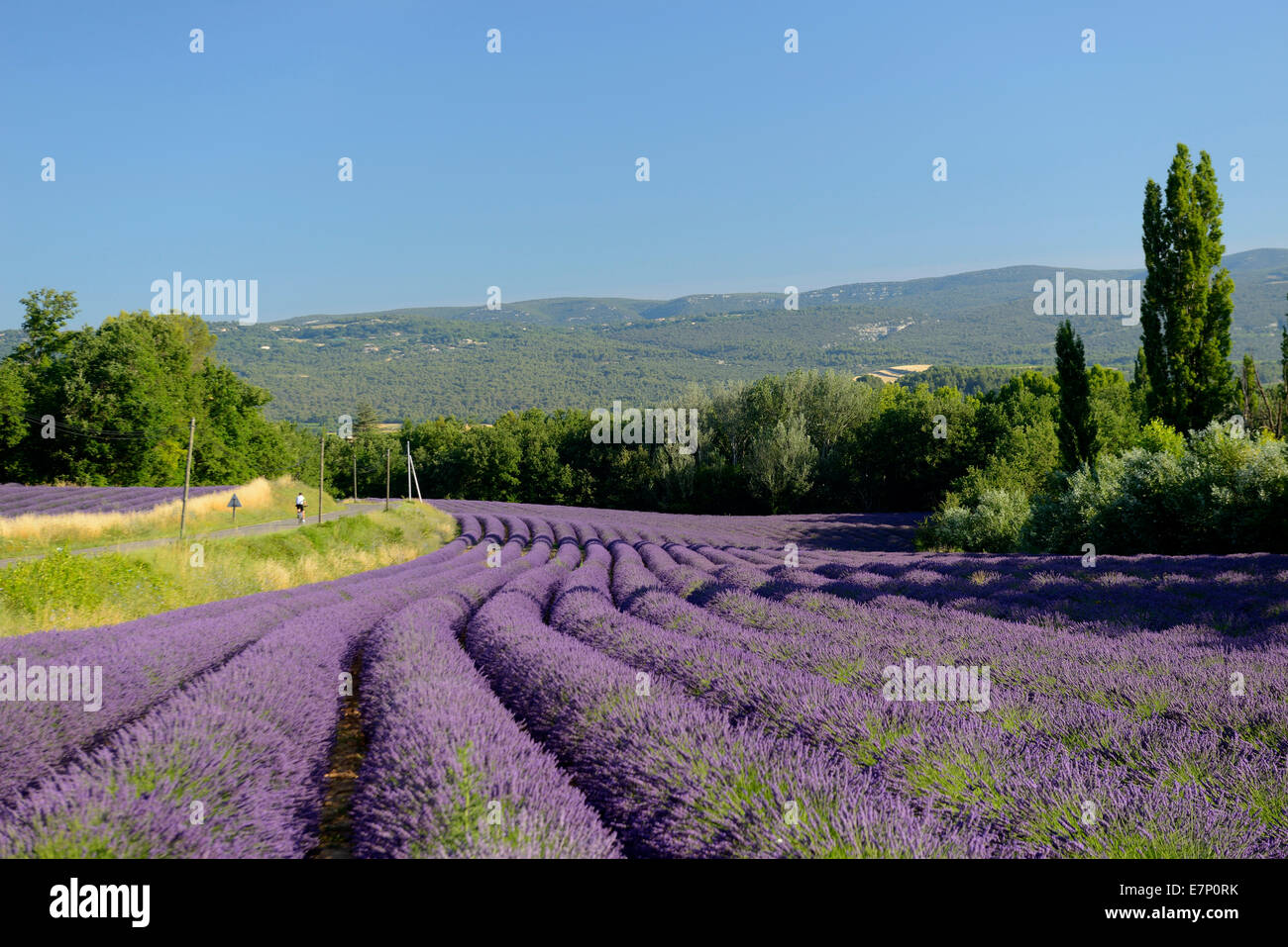 Europe, France, Provence-Alpes-Côte d'Azur, Provence, lavender, field, bloom, road, landscape, biking Stock Photo