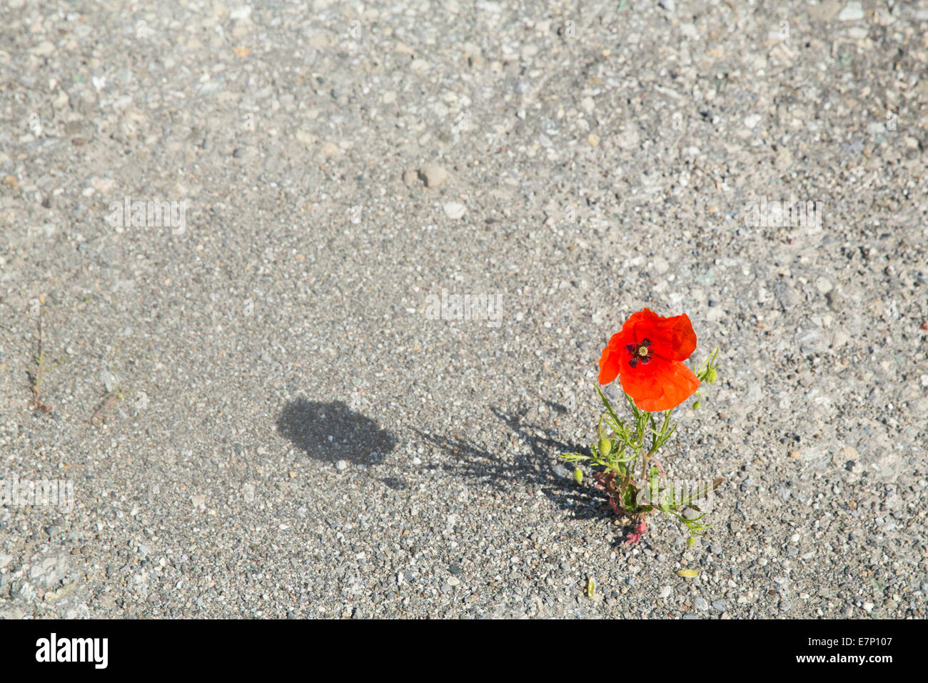 Sand, poppy, flower, flowers, Switzerland, Europe, Stock Photo