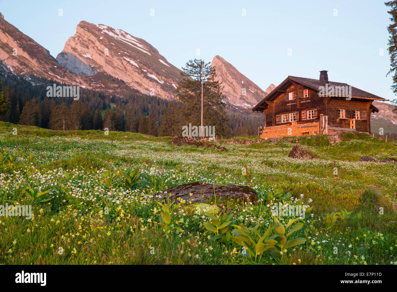 Churfirsten, Alp Sellamatt, Churfirsten, mountain, mountains, flower, flowers, SG, canton St. Gallen, Toggenburg, meadow, hut SA Stock Photo