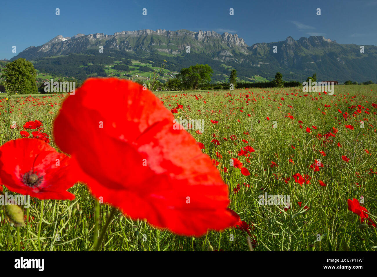 Rhine Valley, wheat field, poppy, Alpstein, Kreuzberge, flower, flowers, agriculture, SG, canton St. Gallen, Rhine Valley, Switz Stock Photo