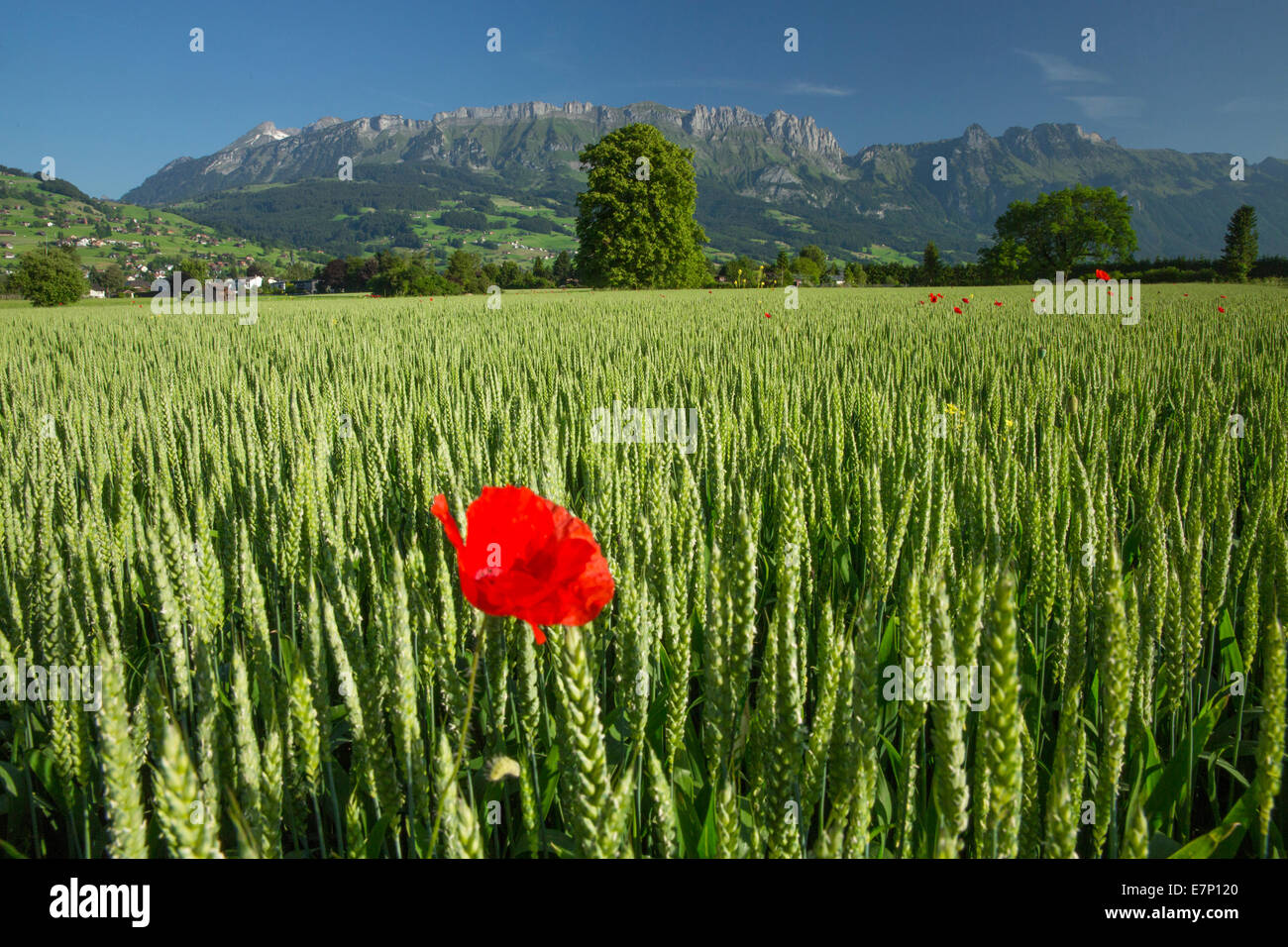 Rhine Valley, wheat field, poppy, Alpstein, Kreuzberge, flower, flowers, agriculture, SG, canton St. Gallen, Rhine Valley, Switz Stock Photo