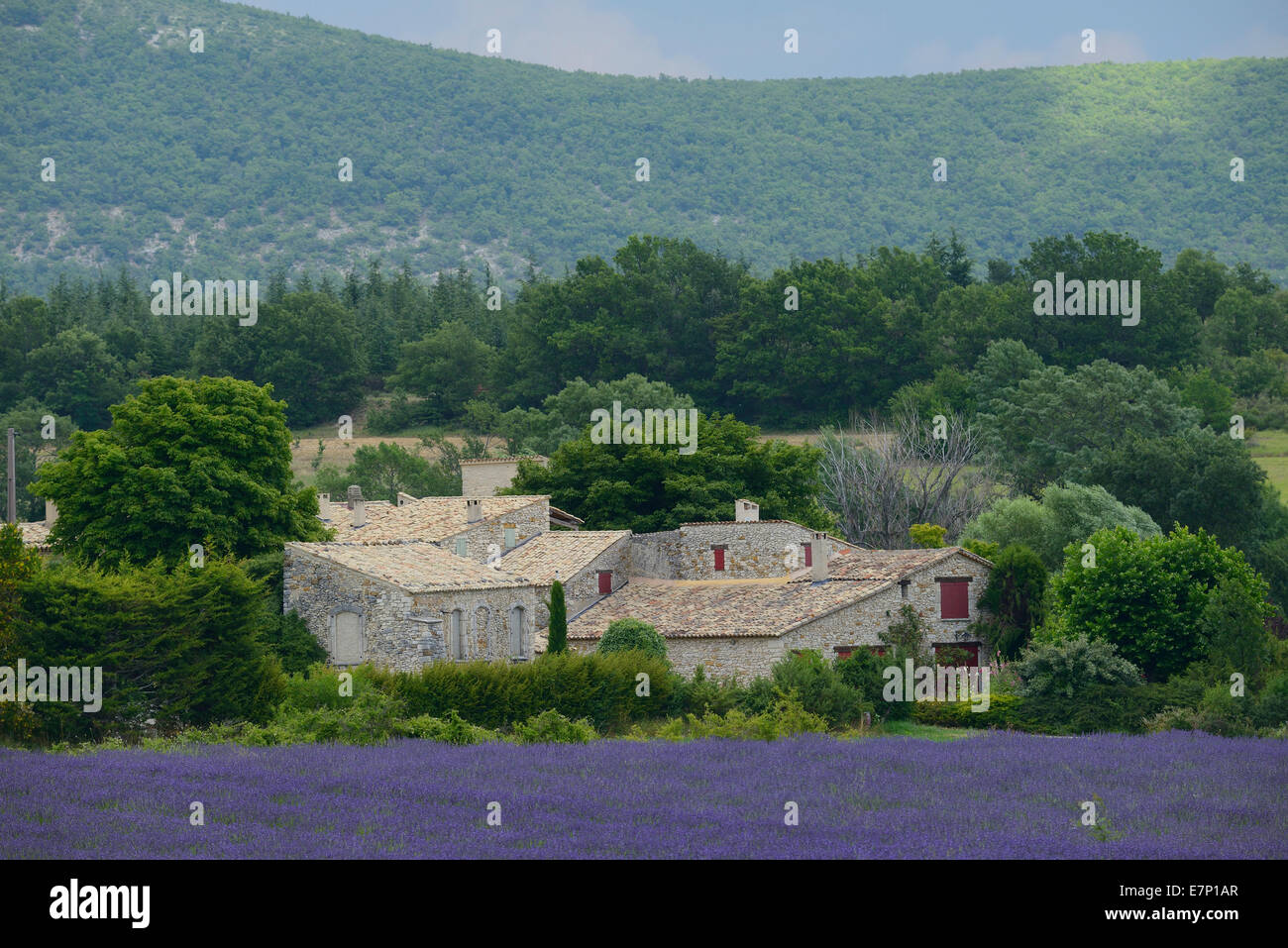 Europe, France, Provence, lavender, landscape, house, bloom Stock Photo