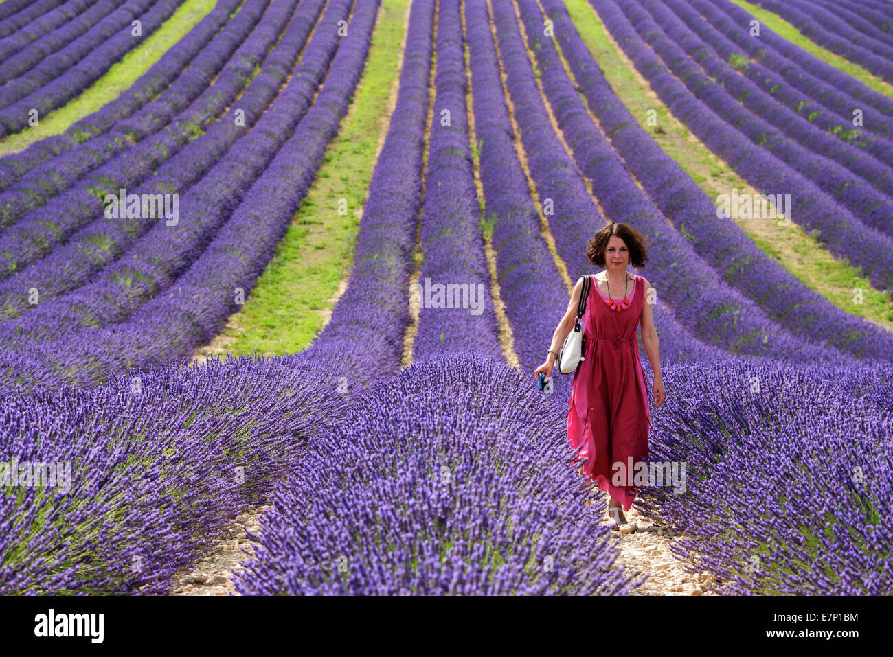 Europe, France, Provence-Alpes-Côte d'Azur, Provence, Valensole, Lavender, woman, lady, red, dress Stock Photo