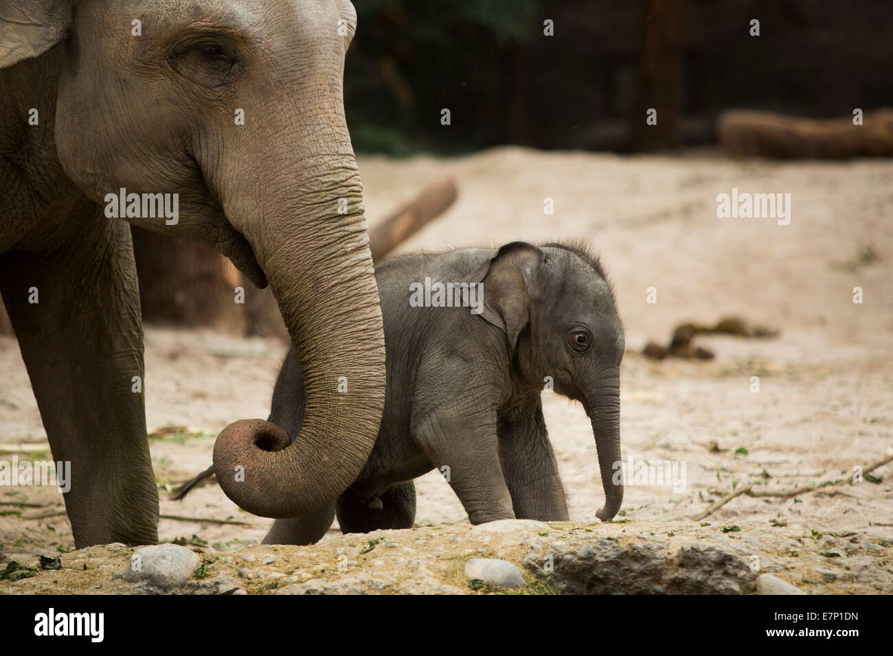 Animals, elephants, young, elephant, zoo Zurich, animals, animal, canton Zurich, zoo, Switzerland, Europe, Stock Photo