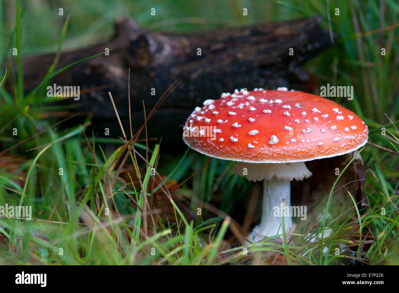 Fly amanita, Fly agaric, mushroom, poisonous, champignon, red, Stock Photo
