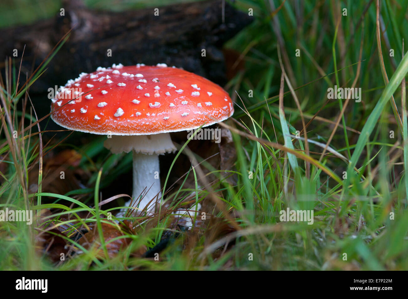 Fly amanita, Fly agaric, mushroom, poisonous, champignon, red, Stock Photo