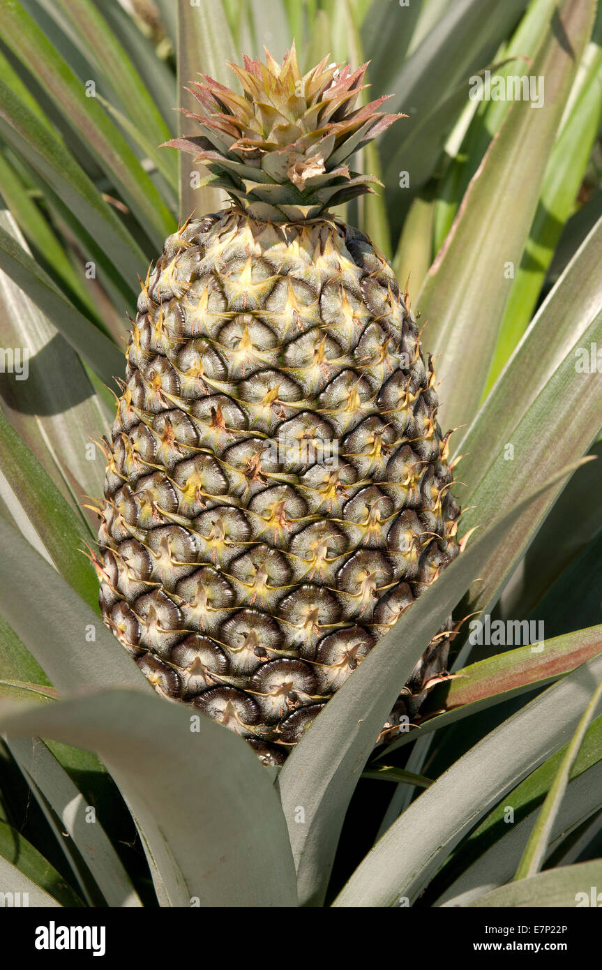 Pineapple, Ananas, Ananas comosus, Thailand, Asia, cultur, fruit