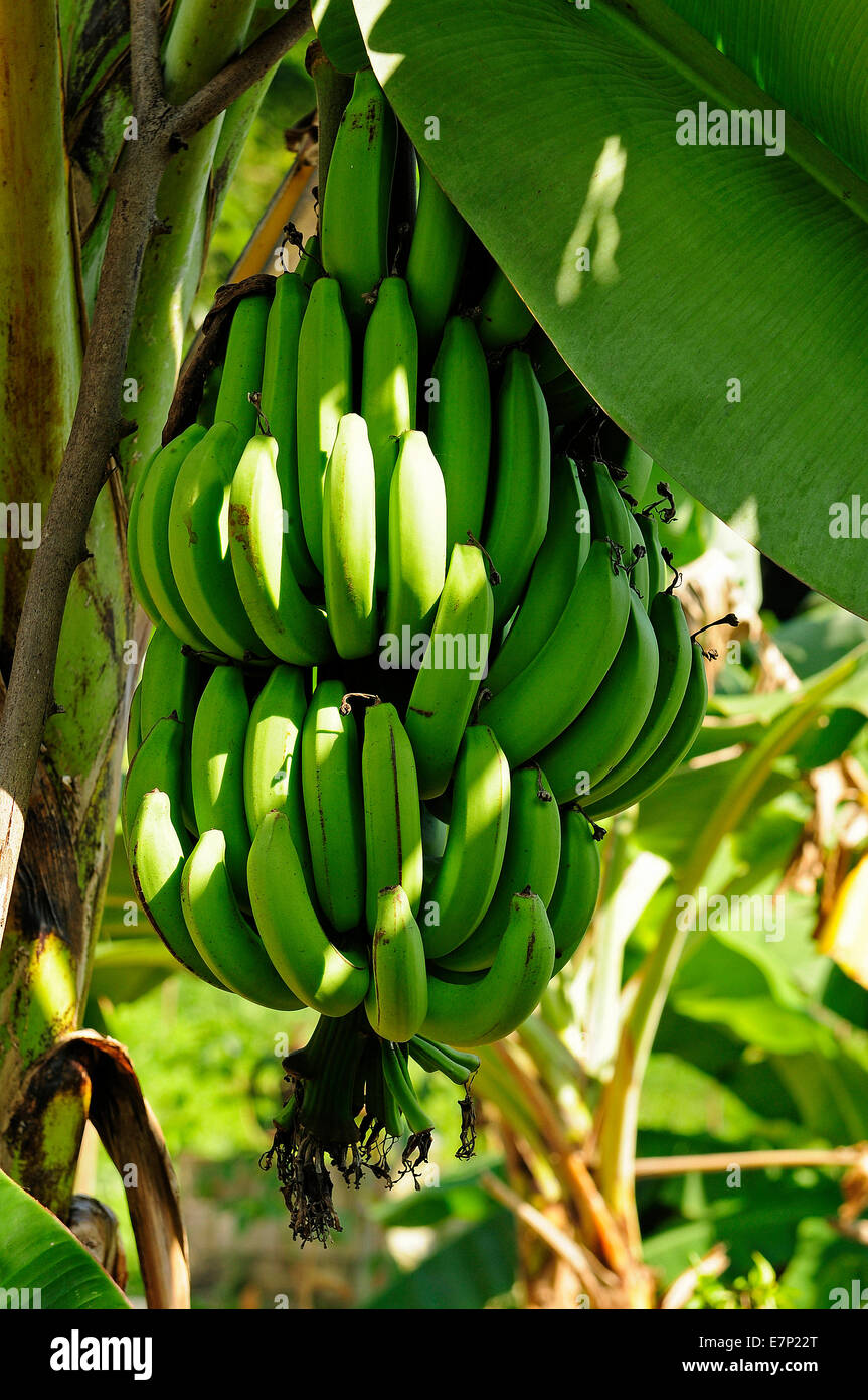 Regime of bananas, bananas, Musa sp., Thailand, Asia, fruit, vertical, green, Stock Photo