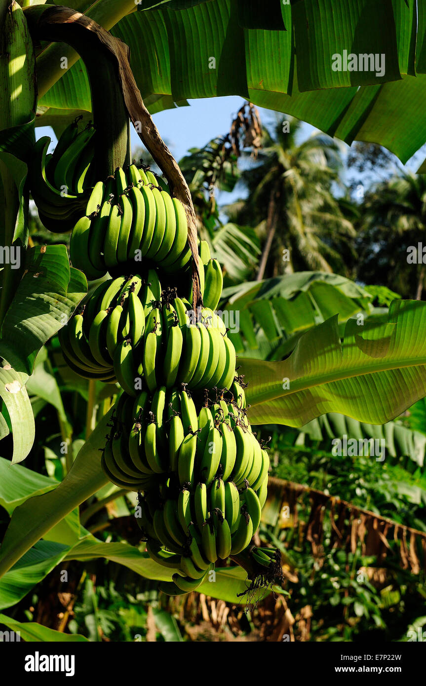 Regime of bananas, bananas, Musa sp., Thailand, Asia, fruit, vertical, green, food Stock Photo