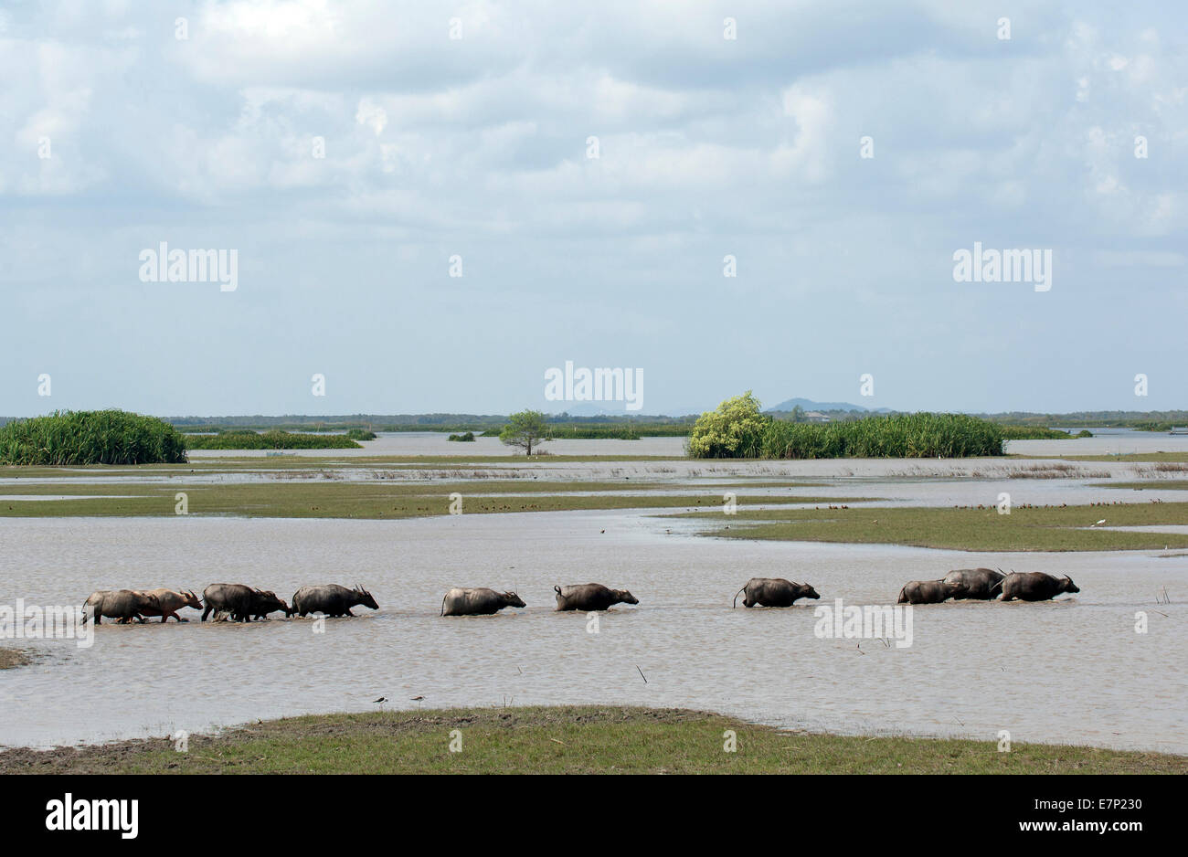 Water Buffalo, Bubalus bubalis, Swimming, Tale Noi, Thailand, Asia, mammal, young, adult, animal Stock Photo