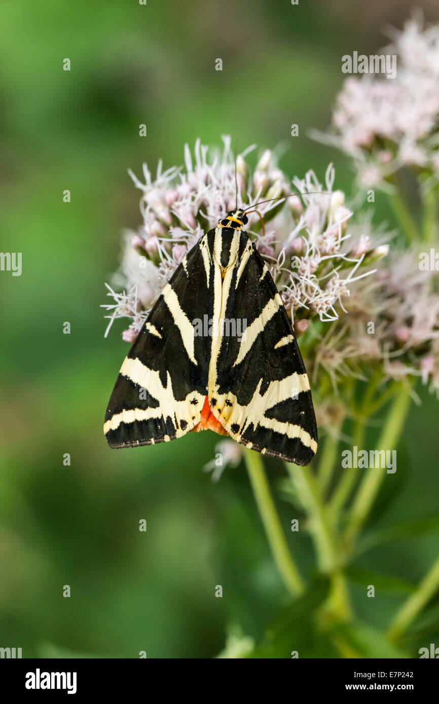 Animal, Insect, Butterfly, Lepidoptera, Flower, Moth, Euplagia  quadripunctaria, Jersey Tiger, Arctiidae, Black, Red, White Stock Photo -  Alamy