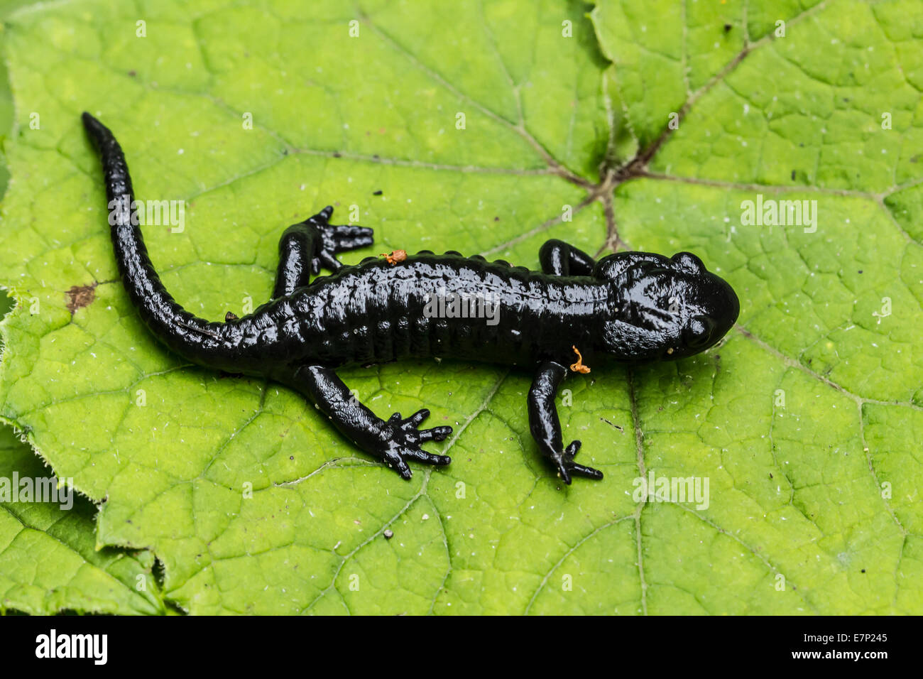 Animal, Amphibia, Salamandra, Alpine salamander, Black, Salamandra atra, Salamander Stock Photo