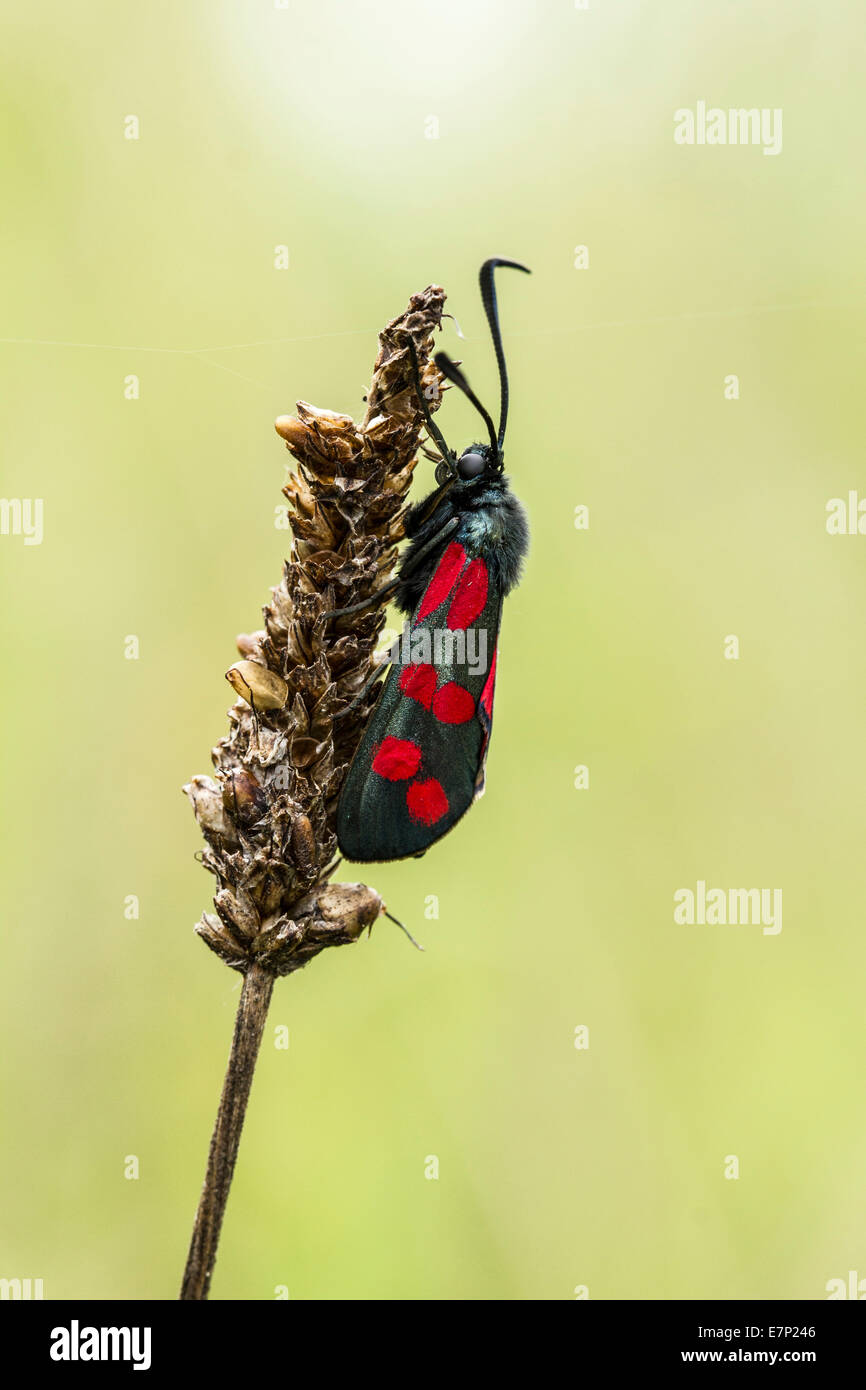 Animal, Insect, Butterfly, Moth, Red, Black, Pointed, Zygaena filigendulae, Six-spot Burnet, Lepidoptera, Zygaenidae, Arthropoda Stock Photo