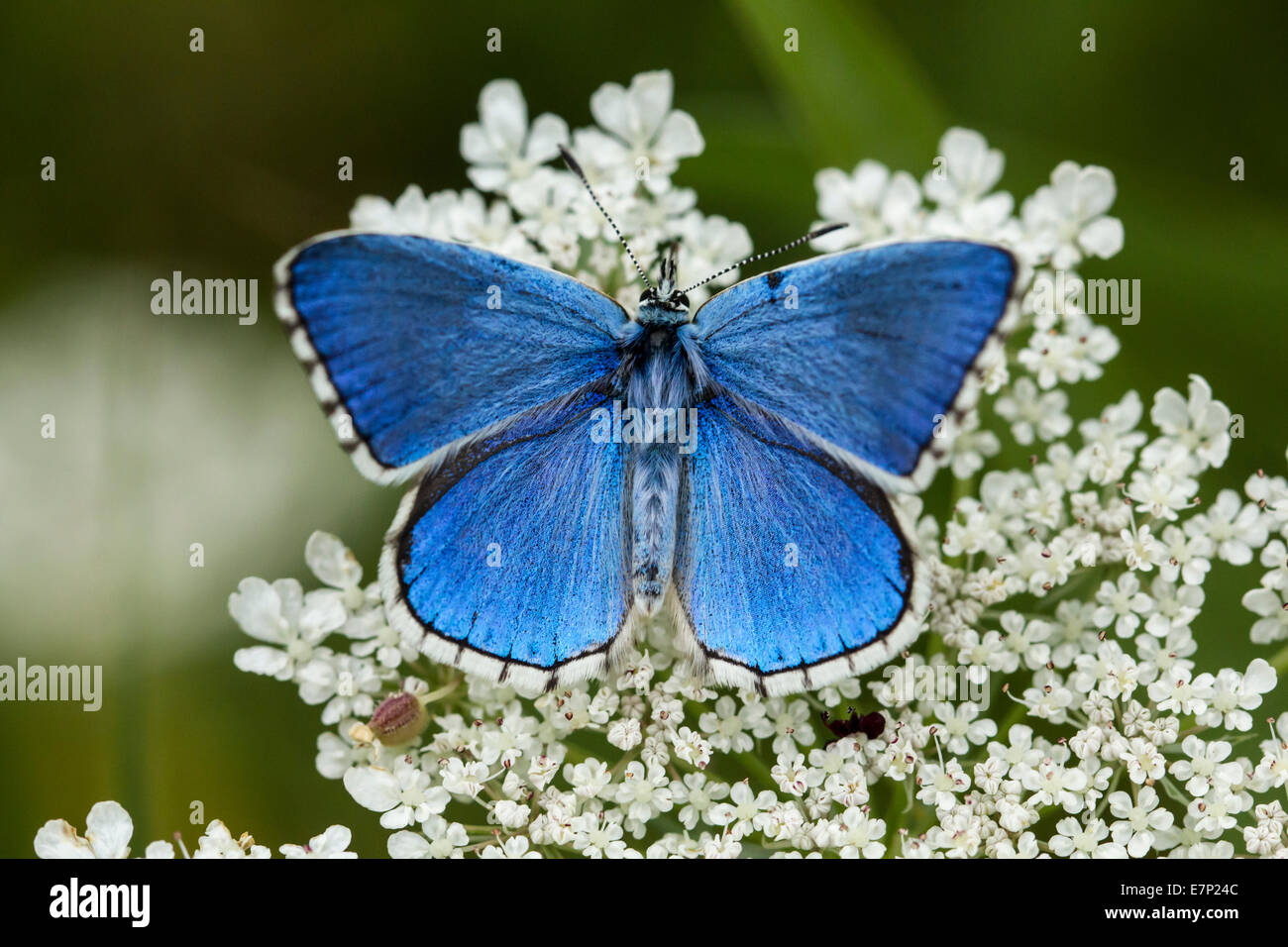 Animal, Insect, Butterfly, Lepidoptera, Arthropoda, Blue, Polyommatus bellargus, Flower, Adonis Blue, White Stock Photo