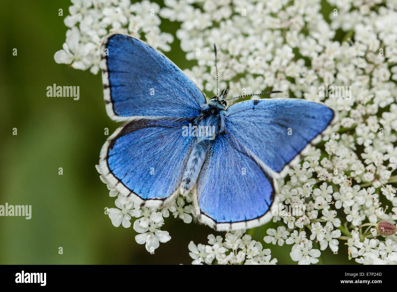 Animal, Insect, Butterfly, Lepidoptera, Arthropoda, Blue, Polyommatus bellargus, Flower, Adonis Blue, White Stock Photo
