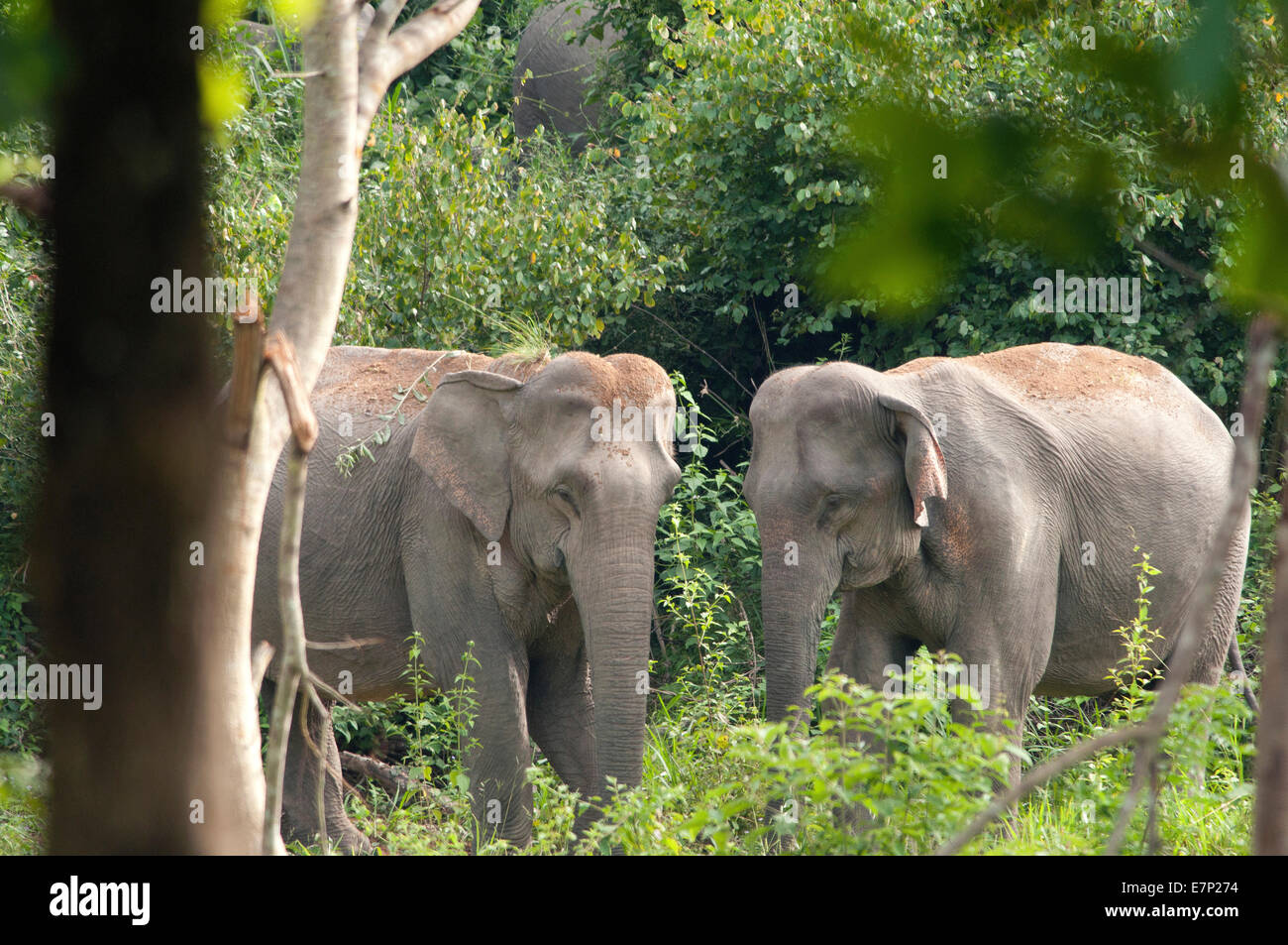 Asia, n Elephant, elephants, two, Elephas maximus, Thailand, Asia, animal Stock Photo
