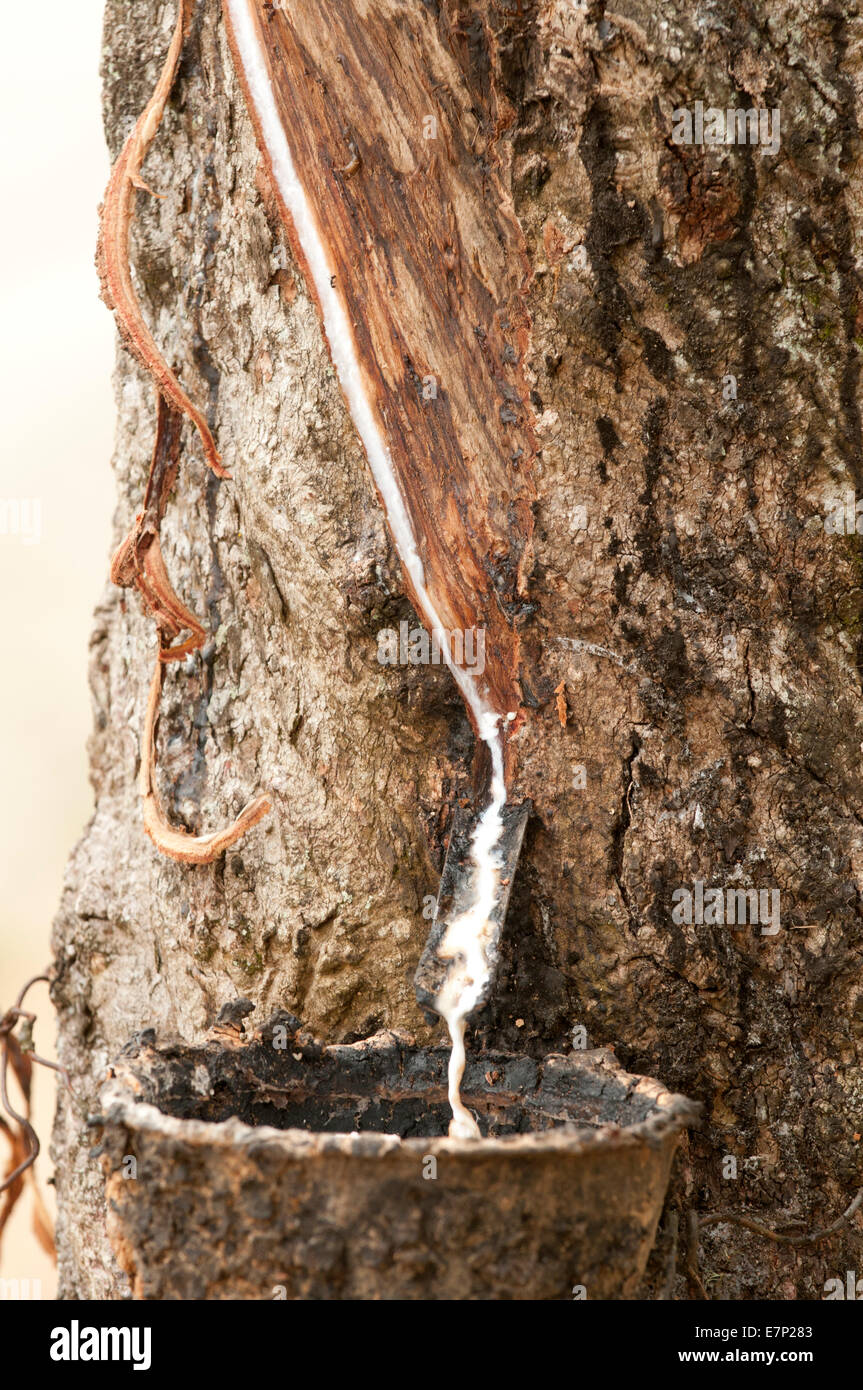 Harvest, rubber, Hevea brasiliensis, Thailand, Asia, caoutchouc, sap