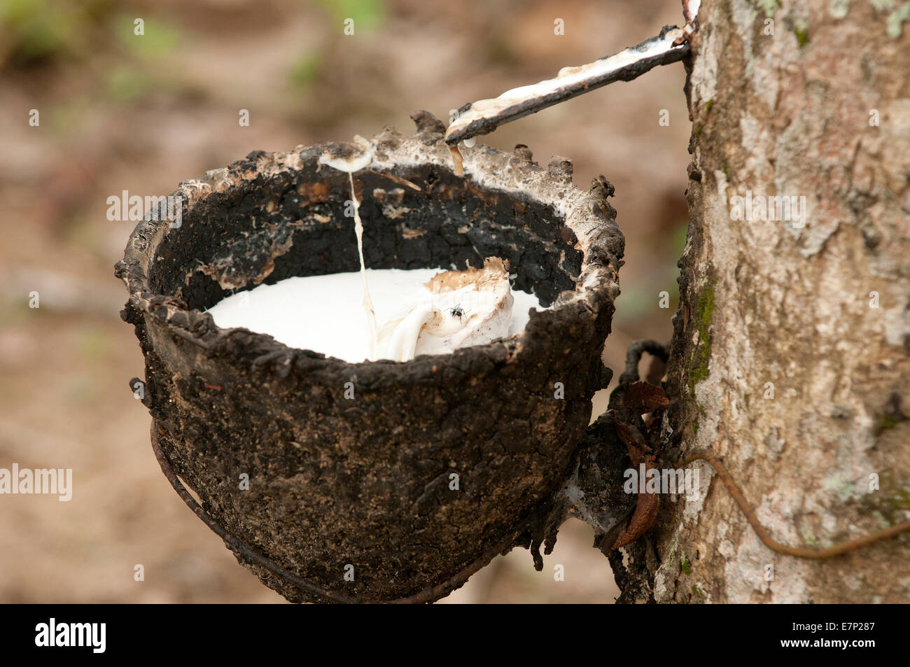 Harvest, rubber, Hevea brasiliensis, Thailand, Asia, caoutchouc, sap
