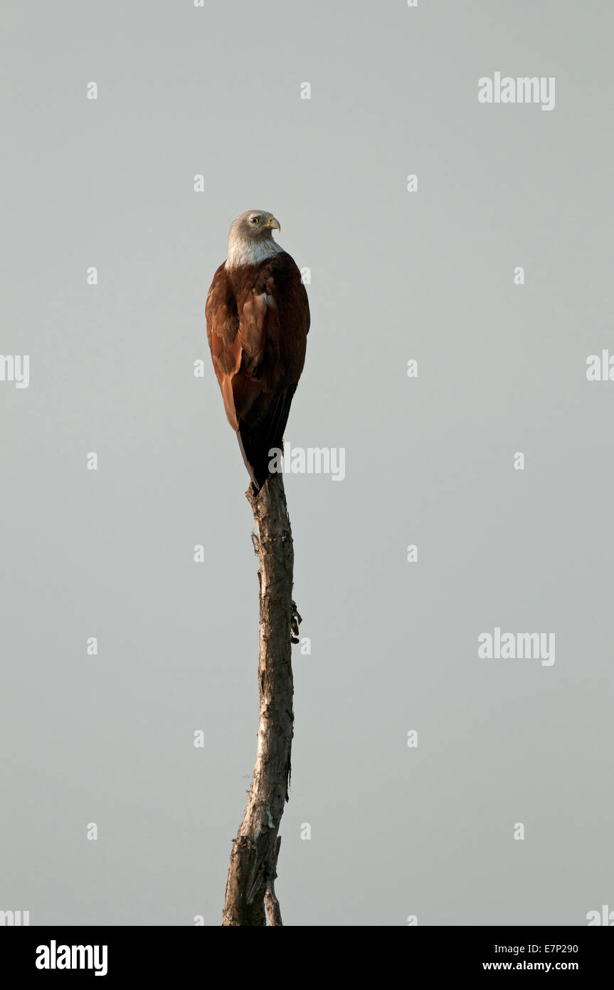 bird of prey, Asia, Brahminy Kite, Flight, Haliastur indus, Milan ...