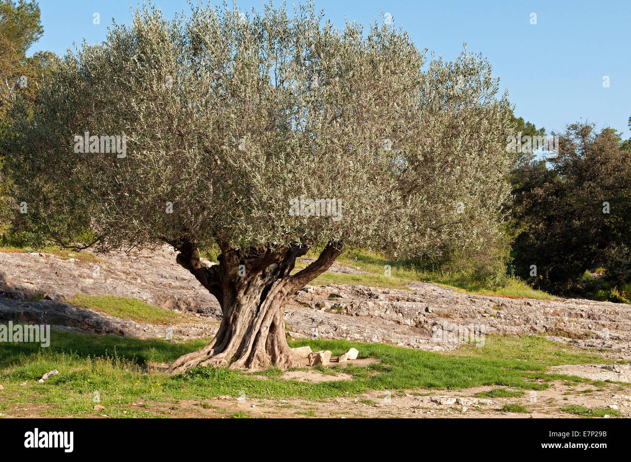 olives, Olive tree, France, Olea europaea, Stock Photo