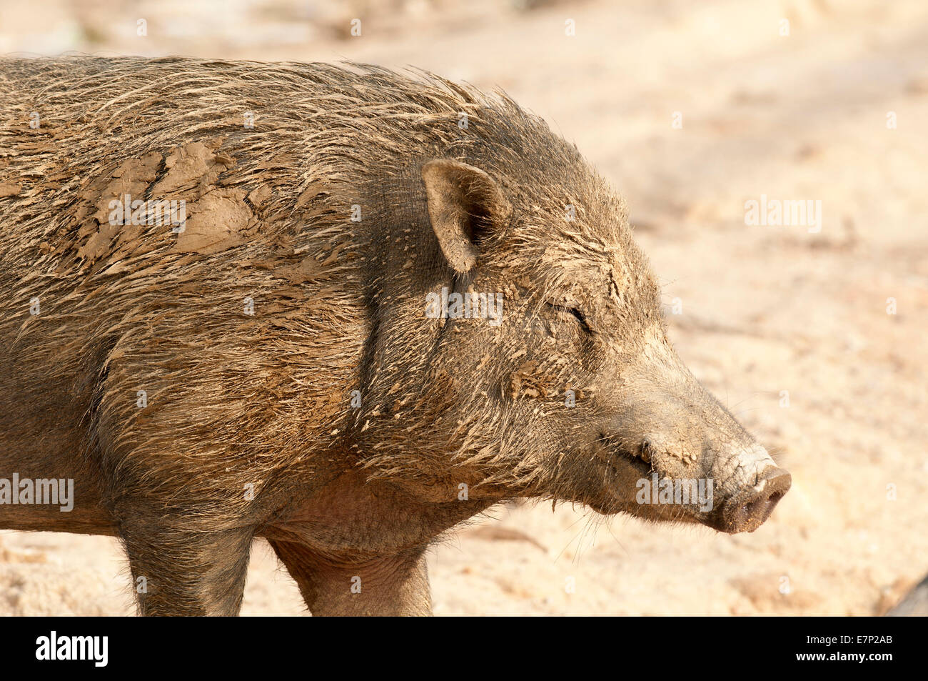 wild boar, Eurasian Wild Pig, Sus scrofa, mud, Thailand, Asia, pig, animal Stock Photo