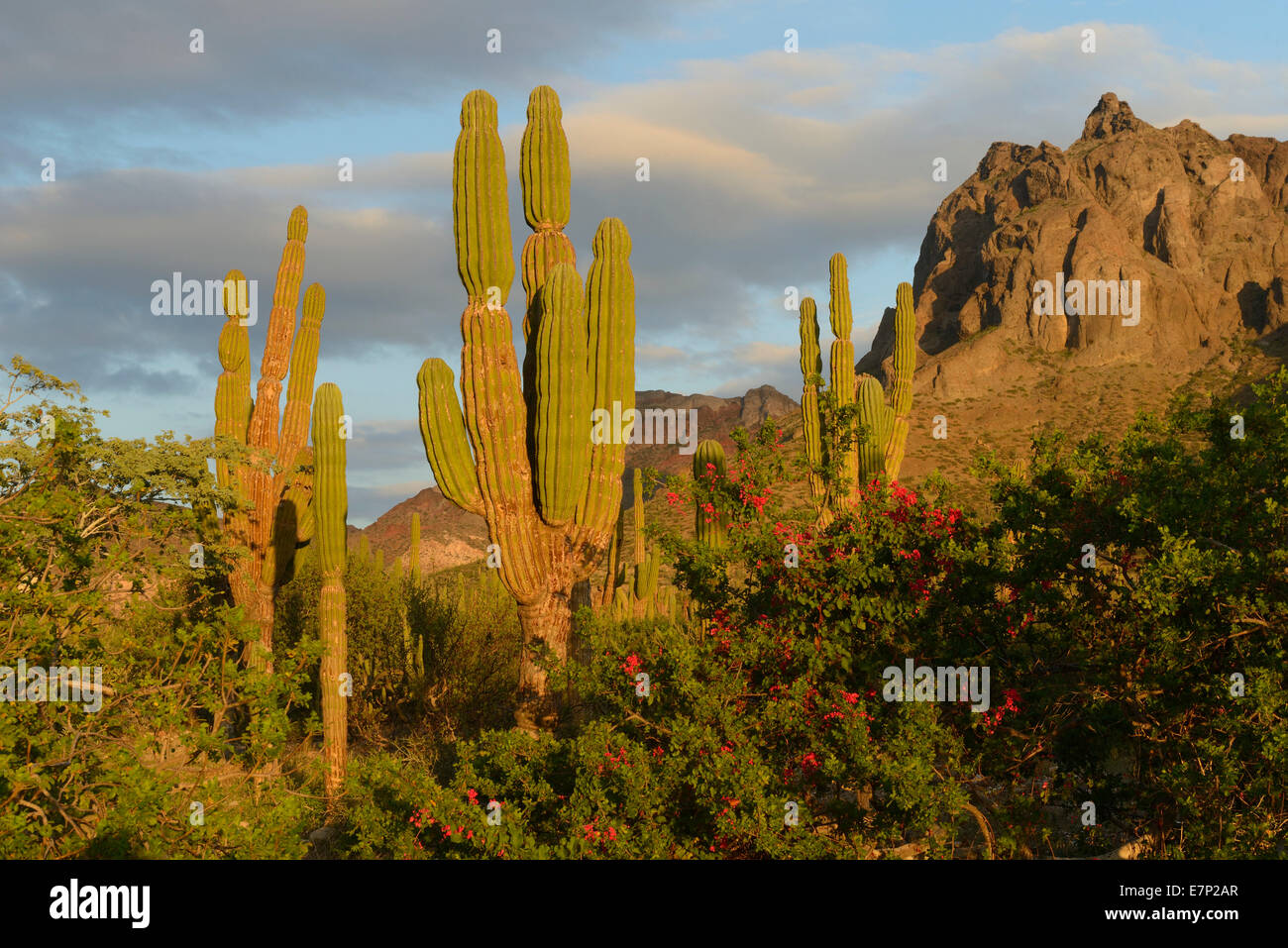 Mexico, North America, Baja, Baja California, La Paz, desert, landscape, vertical, cactus, cardon, mountains, nature, scenic, bl Stock Photo