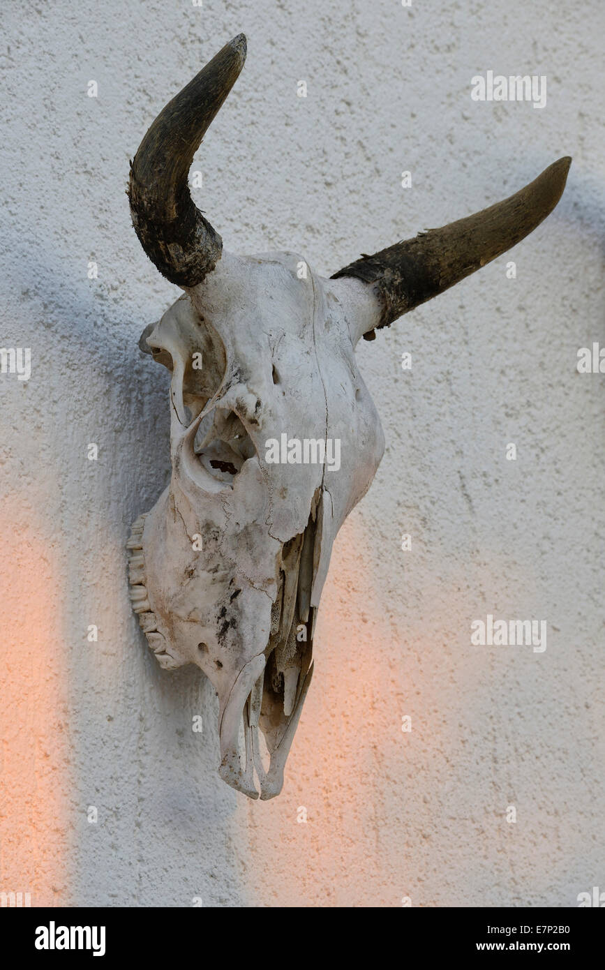 Mexico, North America, Baja, Baja California, La Ventana, cow skull, bone, horns, wall, Stock Photo