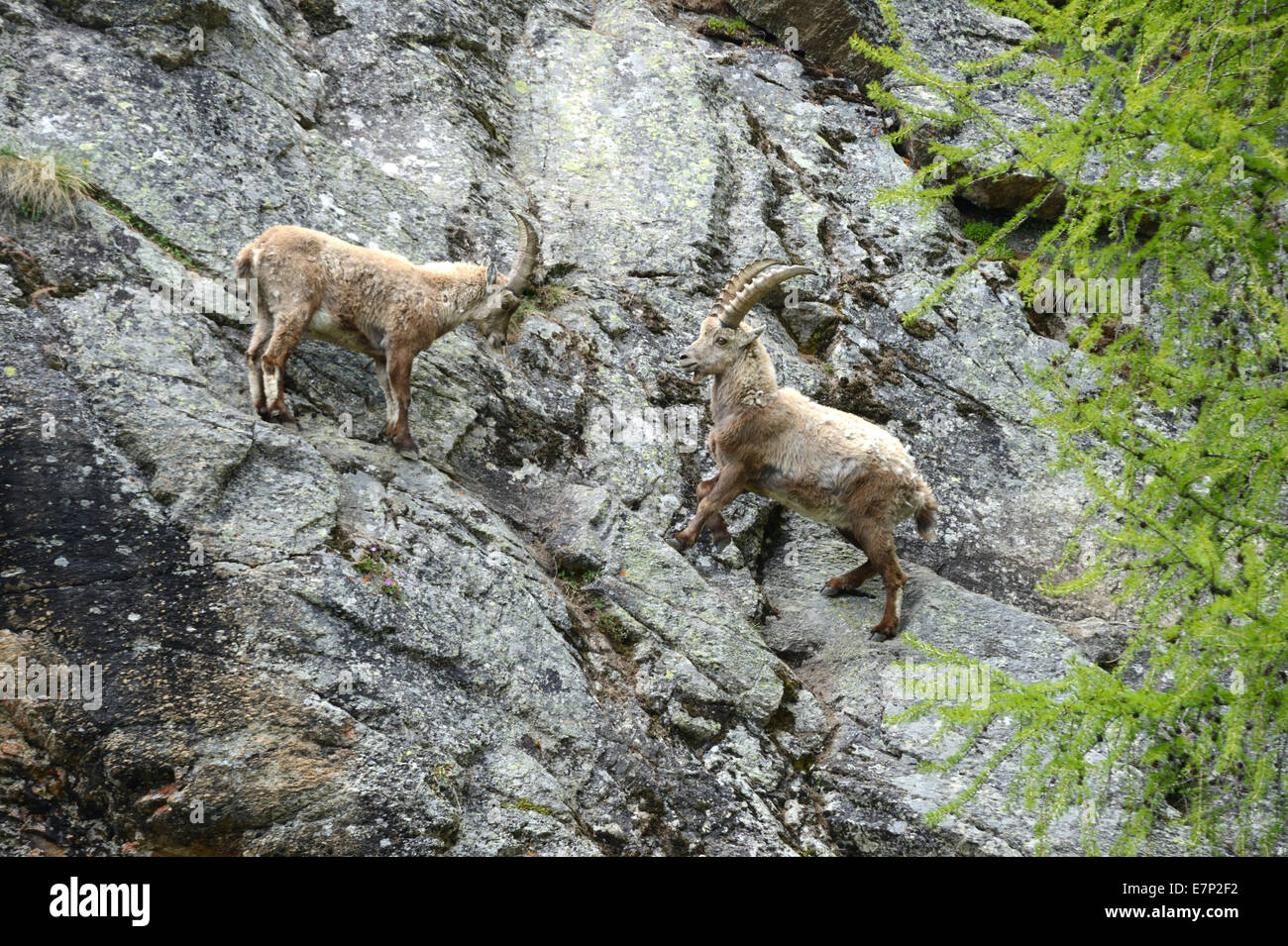 Ibex mountain hi-res stock photography and images - Alamy