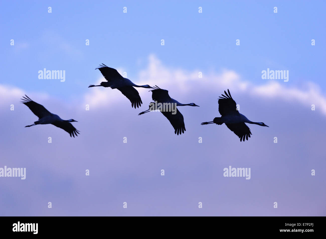Crane, grus grus, birds, cranes, gray cranes, Mecklenburg-West Pomerania, bird migration, Germany Stock Photo