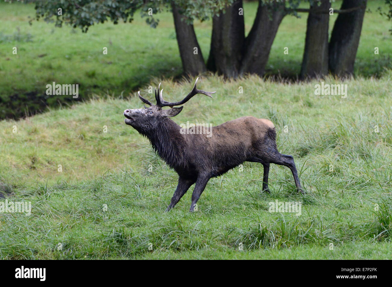 Cervus elaphus, red deer, antlers, cervid, Cervus elaphus, stag, stags, autumn, herd, animal, Germany Stock Photo