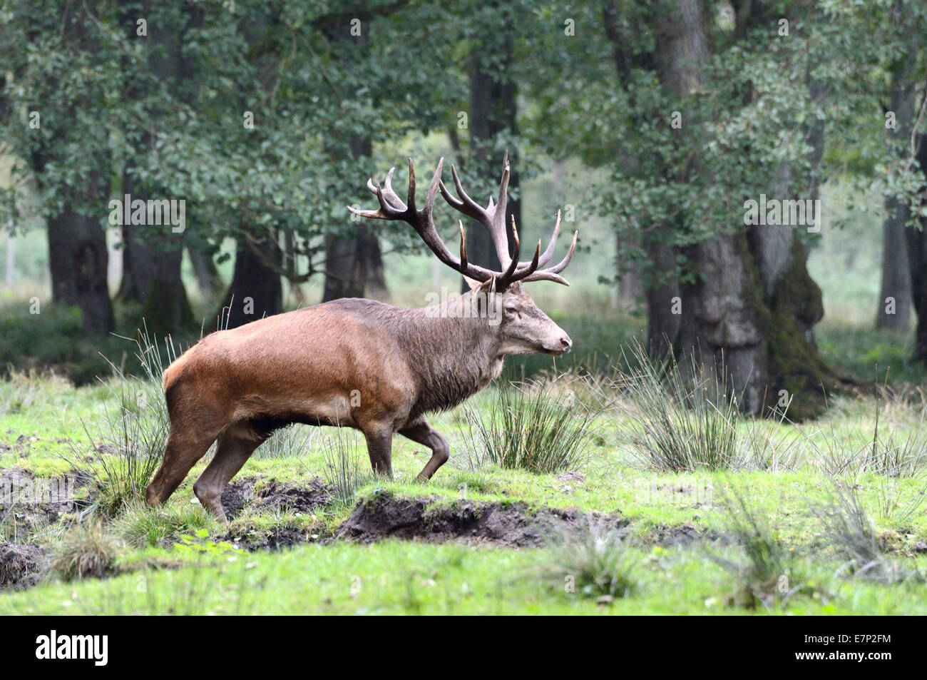 red deer, antlers, cervid, Cervus elaphus, stag, stags, autumn, cervid, herd, deer, stags, Germany Stock Photo