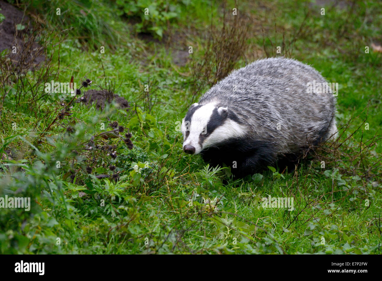 Badger, Meles meles, canids, predators, martens, mustelidae, great martens, predator, European badger, animal, Germany Stock Photo