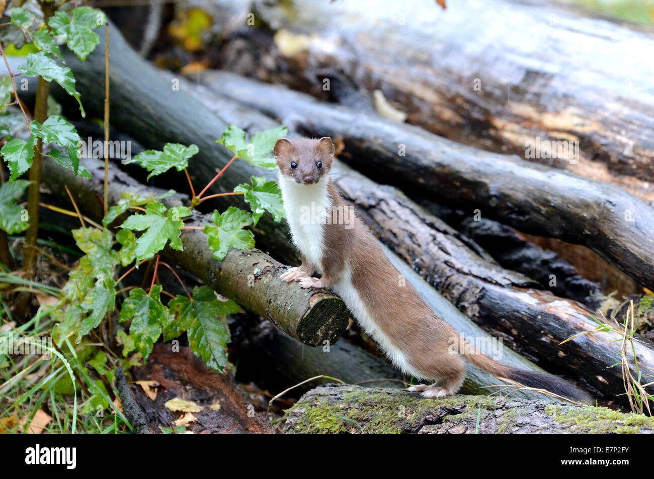 Ermine, Autumn, Big Weasel, Short Tail Weasel, Mustela Erminea ...