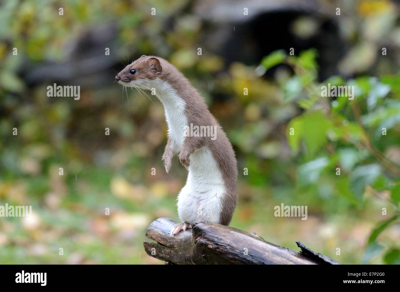 Ermine, autumn, big weasel, short tail weasel, Mustela erminea, predator, robber, Endemical, wild animal, animal, Germany Stock Photo