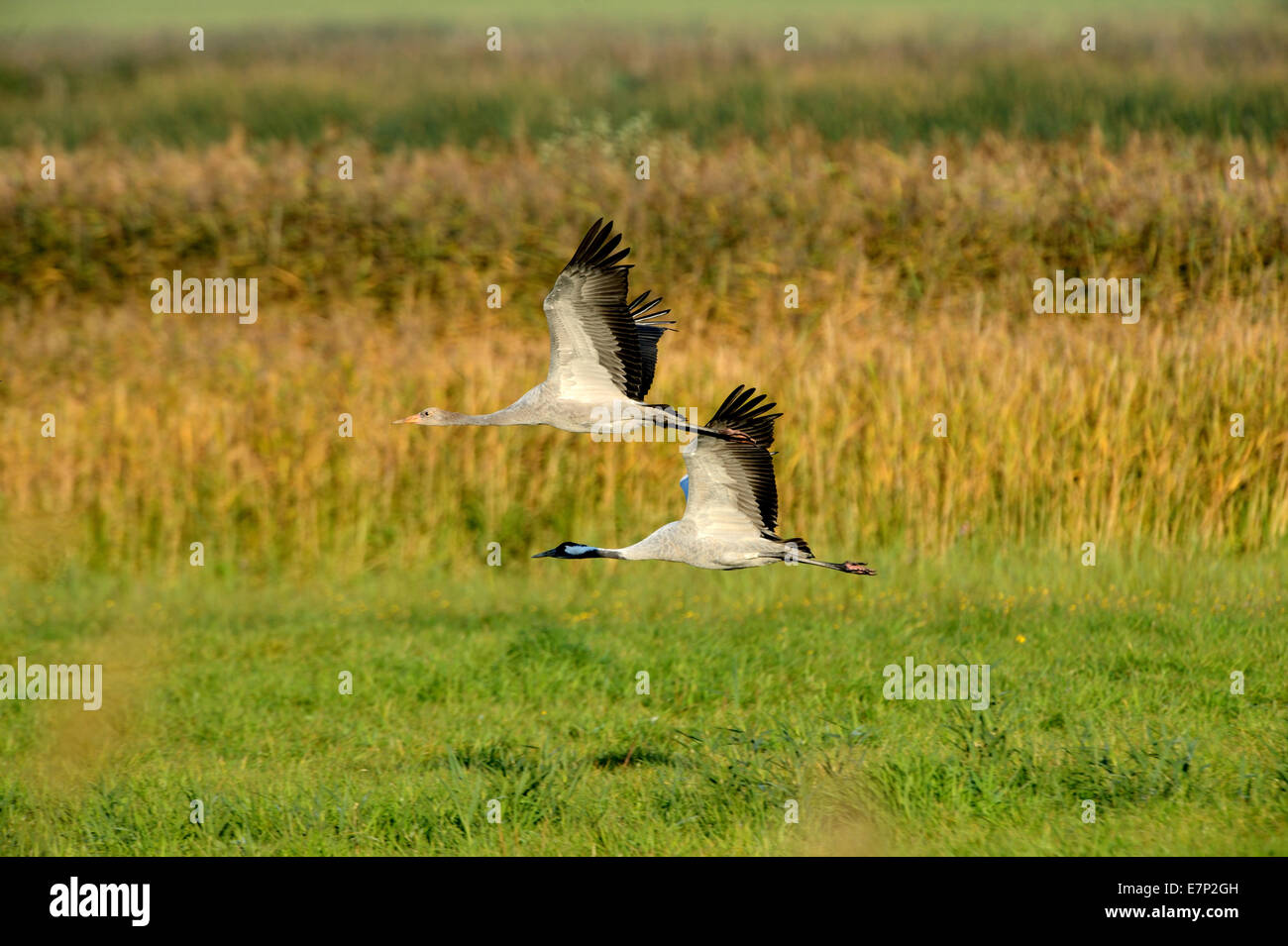 Crane, grus grus, birds, cranes, gray cranes, Mecklenburg-West Pomerania, Germany Stock Photo
