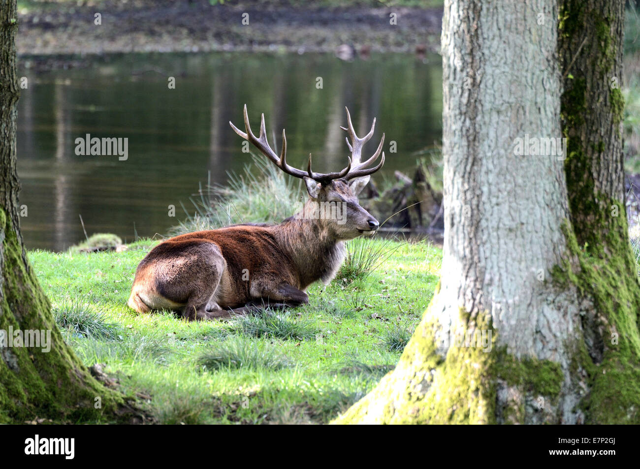 red deer, antlers, cervid, Cervus elaphus, stag, stags, autumn, cervid, herd, deer, stags, animal, Germany Stock Photo
