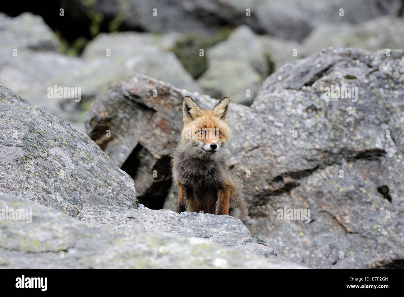 Red fox, fox, predator, canids, Crafty, European fox, Vulpes vulpes, foxes, animal, wild animal, animals, Germany Stock Photo
